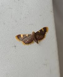 Attēlu rezultāti vaicājumam “Hypsopygia costalis”