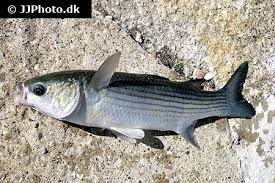 Image result for Chelon ramada