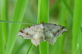 Attēlu rezultāti vaicājumam “Macaria alternata”