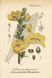 Image result for Verbascum phlomoides