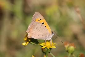 Attēlu rezultāti vaicājumam “Lycaena phlaeas”