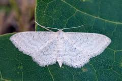 Attēlu rezultāti vaicājumam “Idaea sylvestraria”