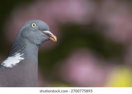 Attēlu rezultāti vaicājumam “Columba palumbus adult”