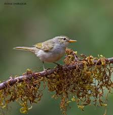Attēlu rezultāti vaicājumam “Phylloscopus trochiloides adult”