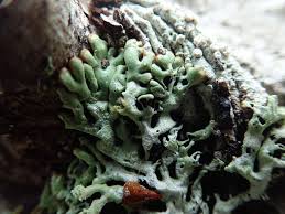 Attēlu rezultāti vaicājumam “Menegazzia terebrata”