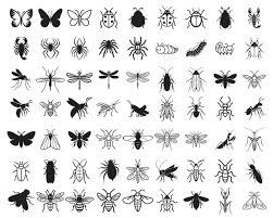 Attēlu rezultāti vaicājumam “Insecta”