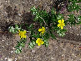 Image result for Potentilla argentea