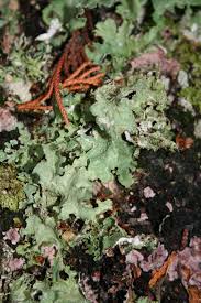 Attēlu rezultāti vaicājumam “Platismatia glauca”