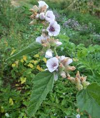 Image result for Althaea officinalis