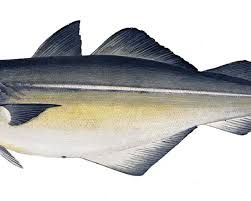 Image result for Pollachius pollachius