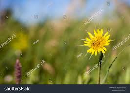 Attēlu rezultāti vaicājumam “Tragopogon pratensis subsp. pratensis bud”