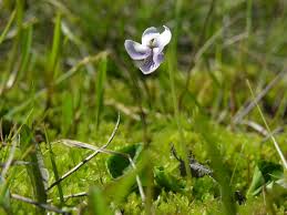 Attēlu rezultāti vaicājumam “Viola palustris”