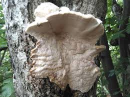 Attēlu rezultāti vaicājumam “Aurantiporus fissilis”