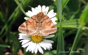 Attēlu rezultāti vaicājumam “Euclidia glyphica”