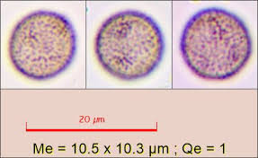 Attēlu rezultāti vaicājumam “Physarum leucopus spores”