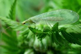 Attēlu rezultāti vaicājumam “Chrysopidae”