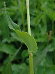 Attēlu rezultāti vaicājumam “Bistorta major leaf”