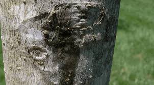 Attēlu rezultāti vaicājumam “Trichia botrytis var. cerifera macro”