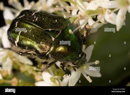 Attēlu rezultāti vaicājumam “Cetonia aurata”