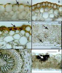 Attēlu rezultāti vaicājumam “Trifolium montanum leaf”