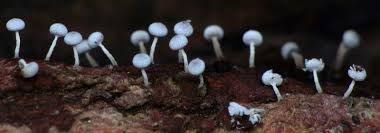 Attēlu rezultāti vaicājumam “Physarum globuliferum”