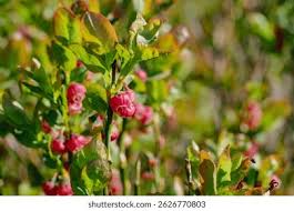 Attēlu rezultāti vaicājumam “Vaccinium myrtillus flower”