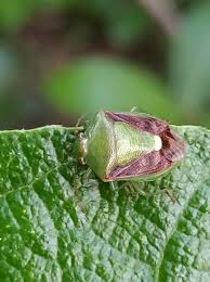 Attēlu rezultāti vaicājumam “Acanthosoma haemorrhoidale imago”