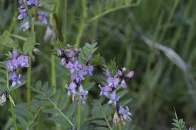 Attēlu rezultāti vaicājumam “Vicia sepium”
