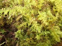 Attēlu rezultāti vaicājumam “Thuidium delicatulum sporophyte”