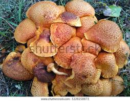 Attēlu rezultāti vaicājumam “Tricholomopsis rutilans”