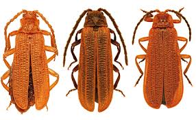 Attēlu rezultāti vaicājumam “Lycidae”