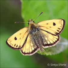 Attēlu rezultāti vaicājumam “Carterocephalus silvicolus”