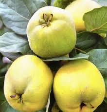 Attēlu rezultāti vaicājumam “Cydonia oblonga fruit”