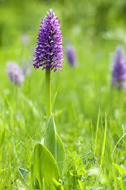 Attēlu rezultāti vaicājumam “Orchis militaris leaf”
