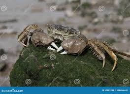 Image result for Eriocheir sinensis