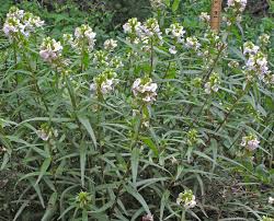 Attēlu rezultāti vaicājumam “Pedicularis palustris subsp. opsiantha”