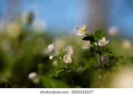 Attēlu rezultāti vaicājumam “Isopyrum thalictroides flower”