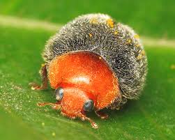 Image result for Cryptolaemus