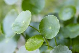 Attēlu rezultāti vaicājumam “Hydrocotyle vulgaris leaf”