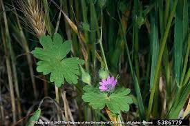 Attēlu rezultāti vaicājumam “Geranium molle flower”