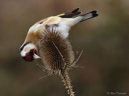 Attēlu rezultāti vaicājumam “Carduelis carduelis adult”