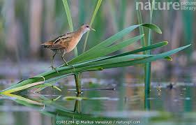 Image result for Porzana parva