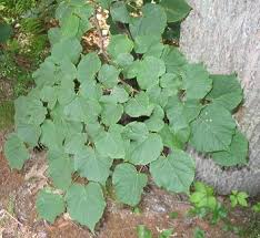Attēlu rezultāti vaicājumam “Tilia platyphyllos subsp. cordifolia flower”