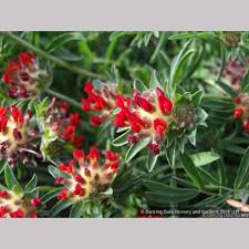 Image result for Anthyllis vulneraria rubra