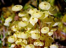 Attēlu rezultāti vaicājumam “Splachnum ampullaceum sporophyte”