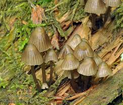 Attēlu rezultāti vaicājumam “Mycena stipata”