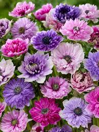 Image result for Anemonenarten