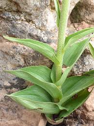 Attēlu rezultāti vaicājumam “Epipactis atrorubens leaf”