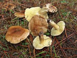 Attēlu rezultāti vaicājumam “Trichia flavicoma”