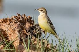 Attēlu rezultāti vaicājumam “Motacilla flava flava adult”